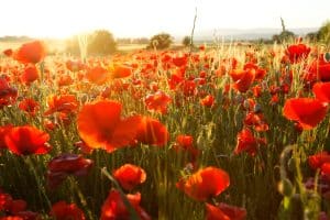 valeurs,valeurs profondes,projet de vie,projet professionnel,coaching,developpement personnel,pnl,sophrologie,valeurs de vie,valeurs humaines,liste de valeurs