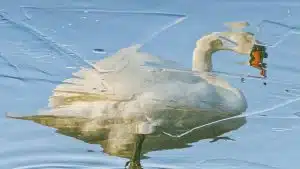 cygne flouté pour parler de la confiance en soi