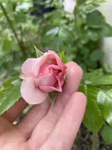 Petite rose rose en bouton dans un jardin vert.