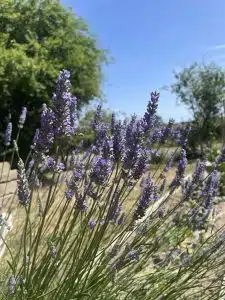 Lavande violette en fleurs avec ciel bleu et arbres en arrière-plan.