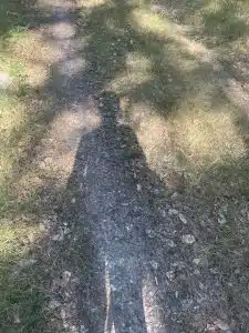 Trace de pas sur un chemin en terre avec herbe et feuilles.
