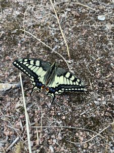 Machaon aux ailes déployées sur sol pierreux